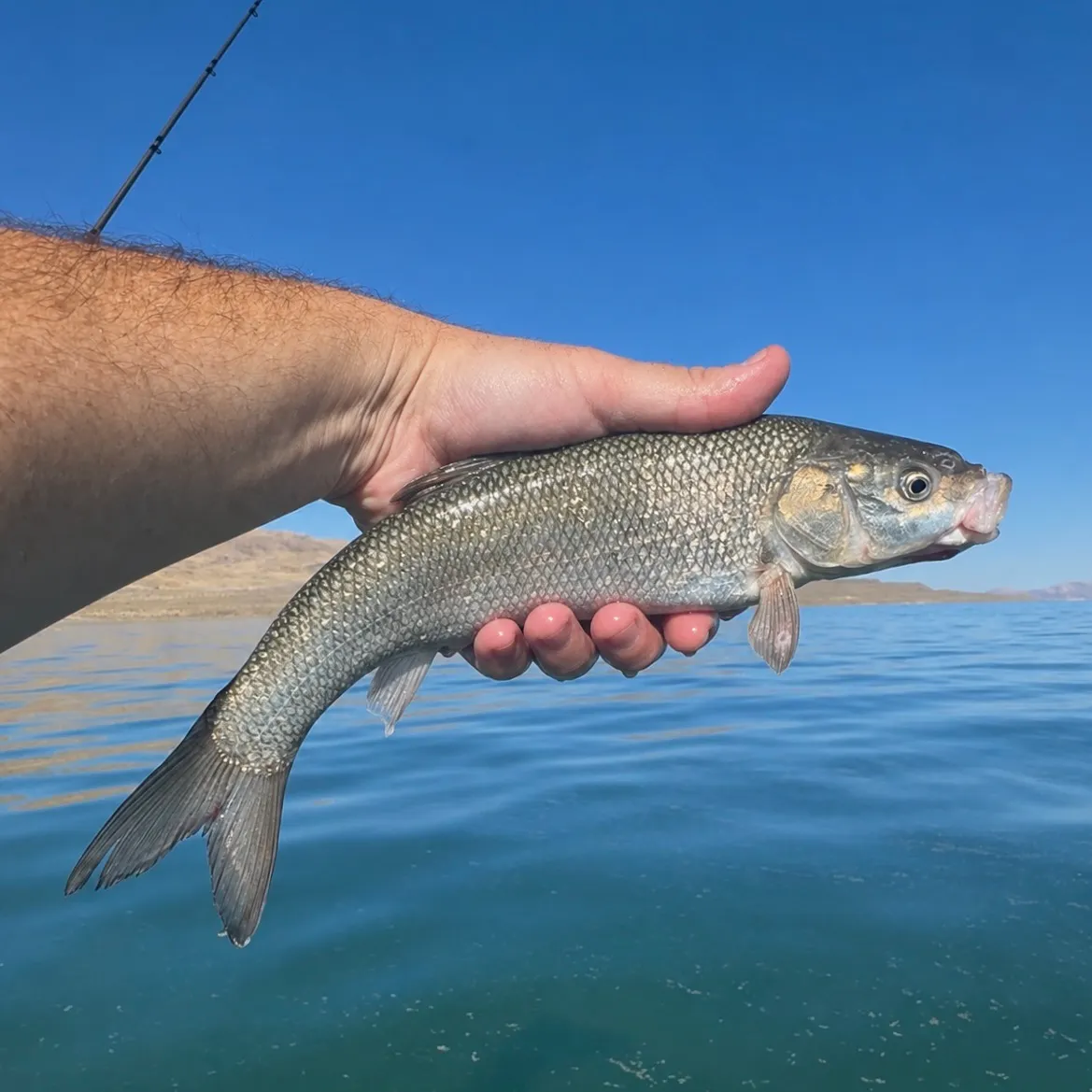 The most recent Tui chub catches on Fishbrain