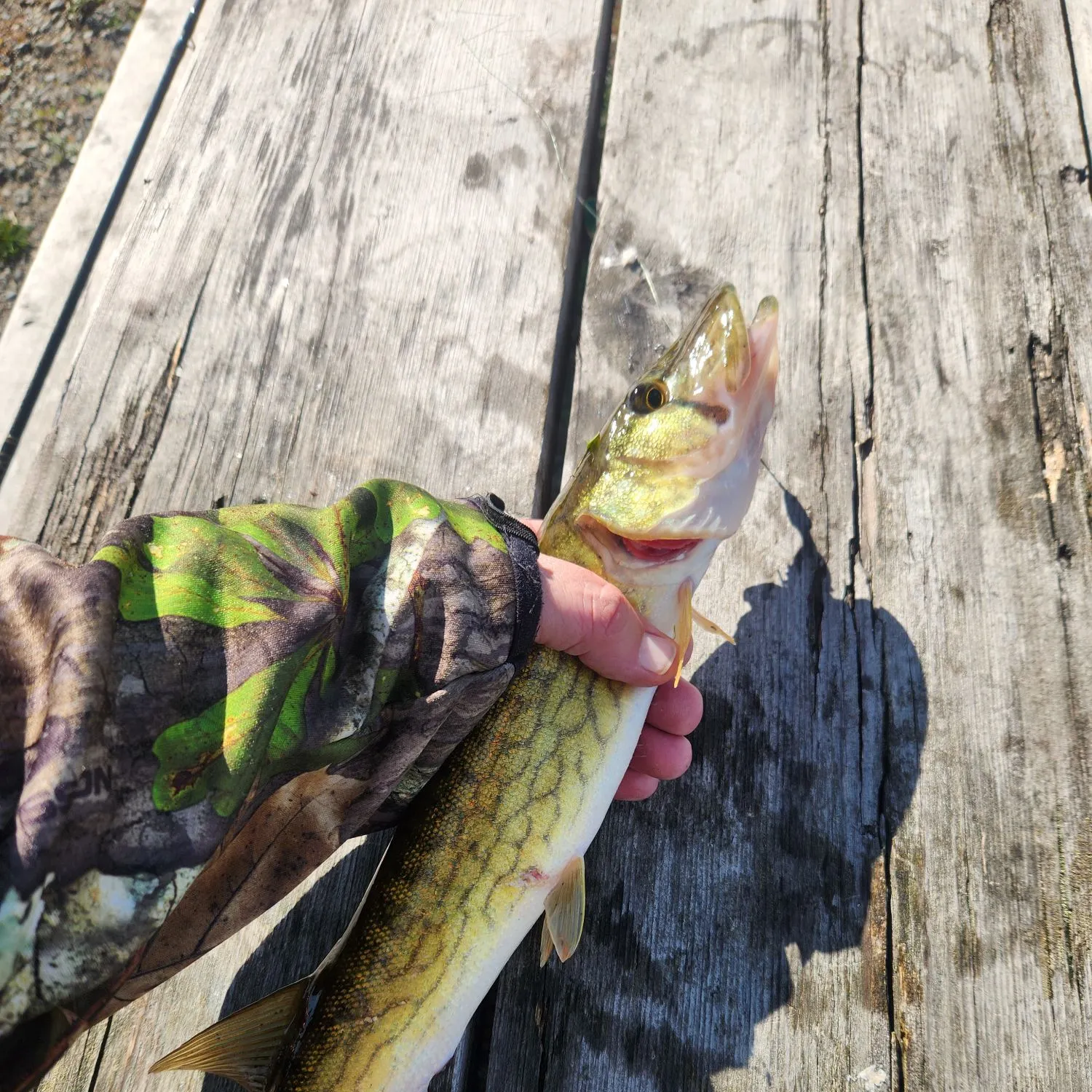 Chain pickerel caught on Fishbrain