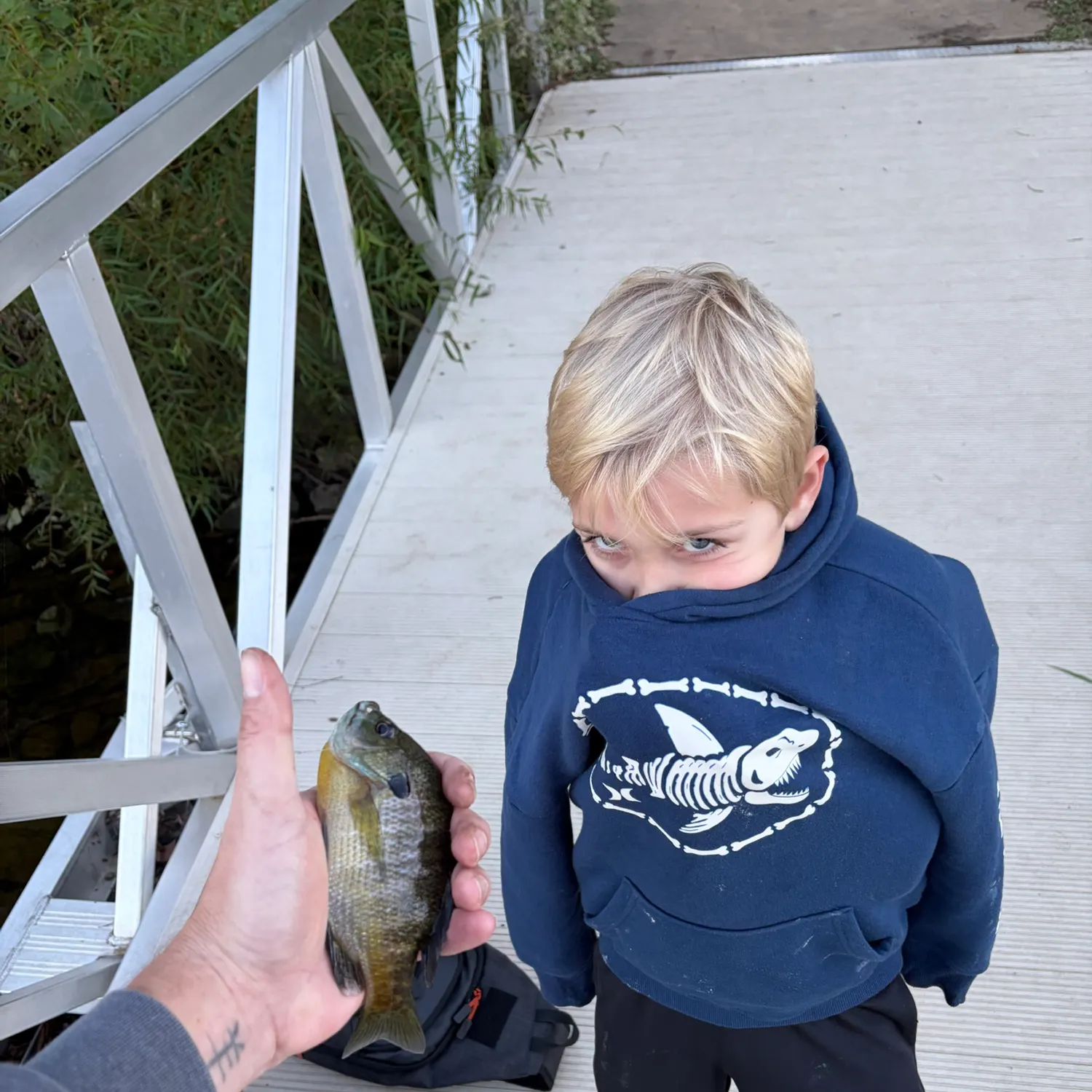 Bluegill caught on Fishbrain