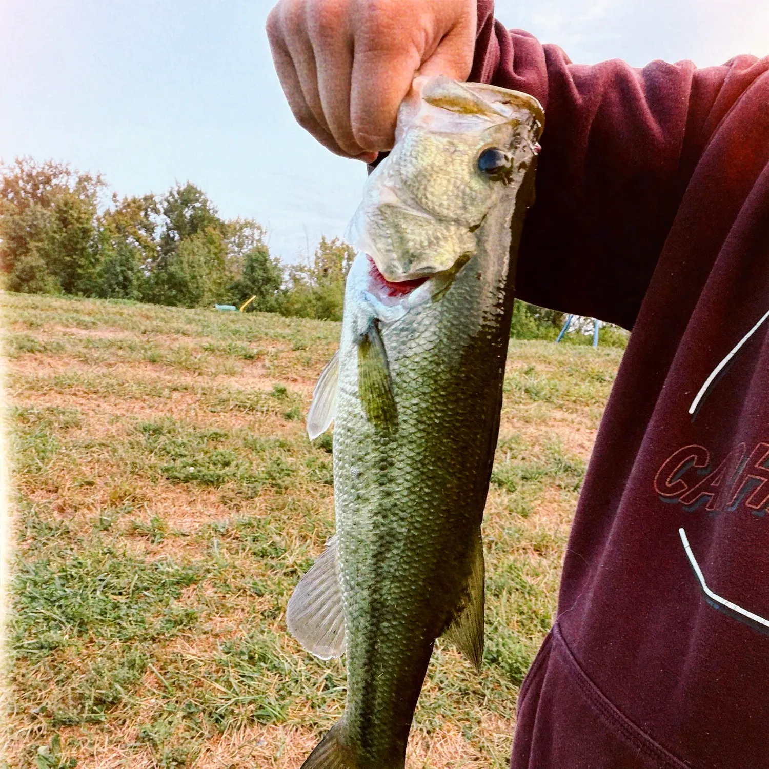 Largemouth bass caught on Fishbrain