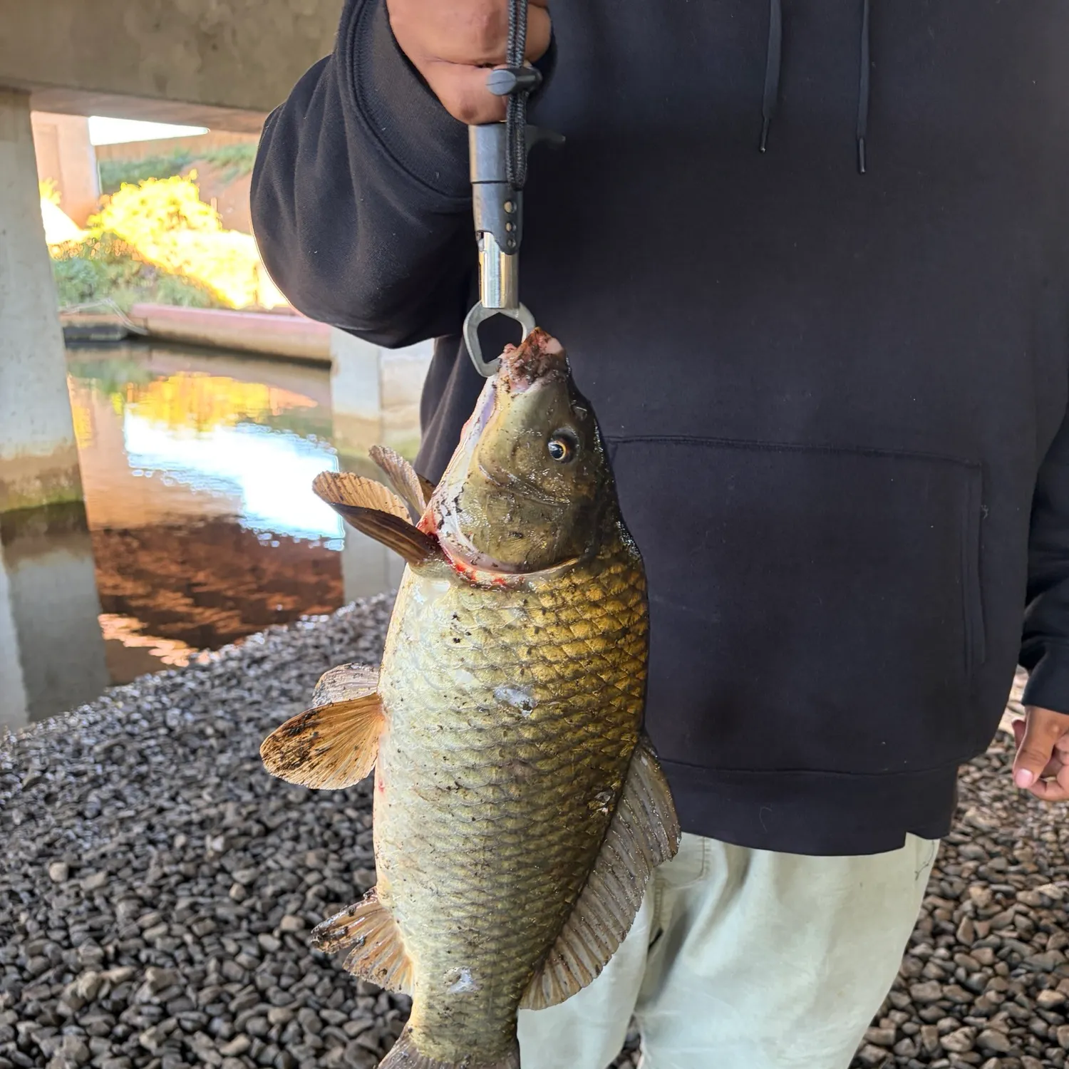 Common carp caught on Fishbrain