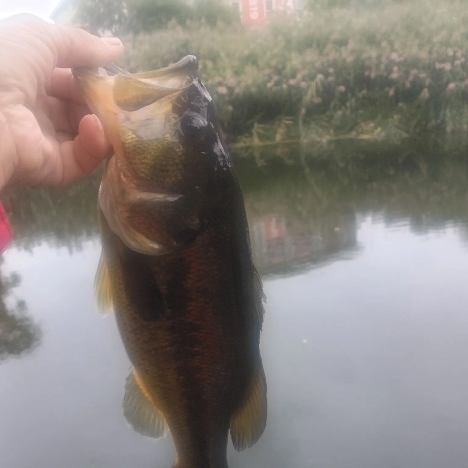 Smallmouth bass caught on Fishbrain