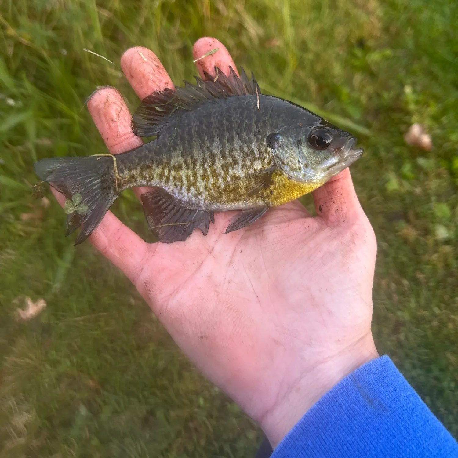 Bluegill caught on Fishbrain