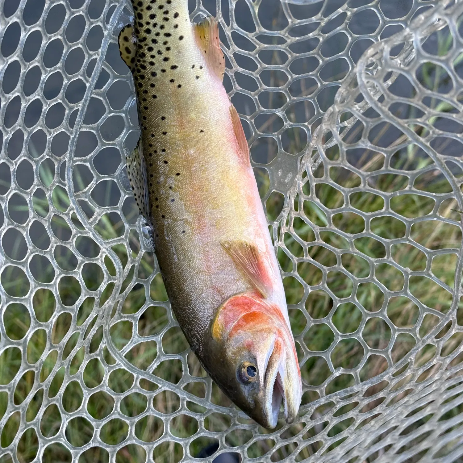 The most recent Colorado river cutthroat trout catches on Fishbrain