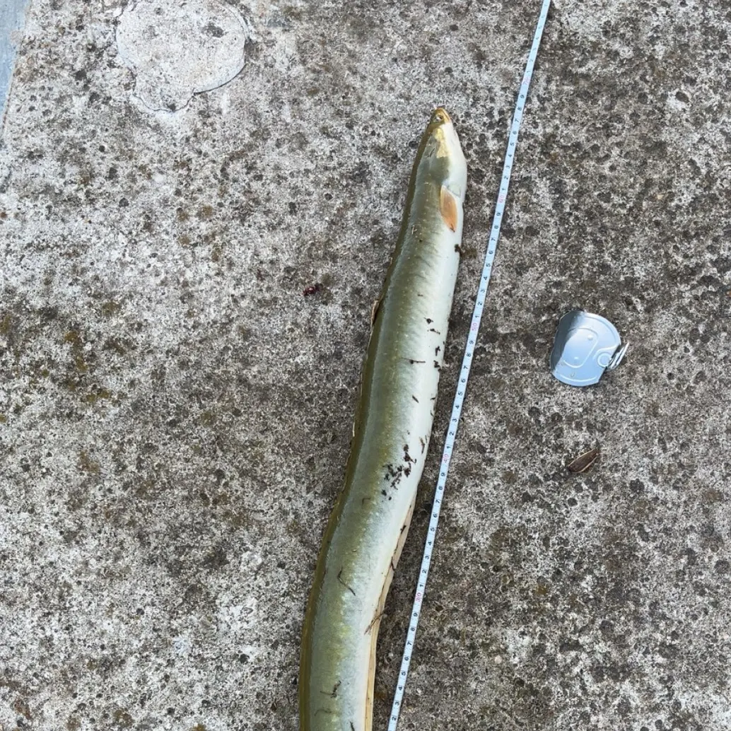 European eel caught on Fishbrain