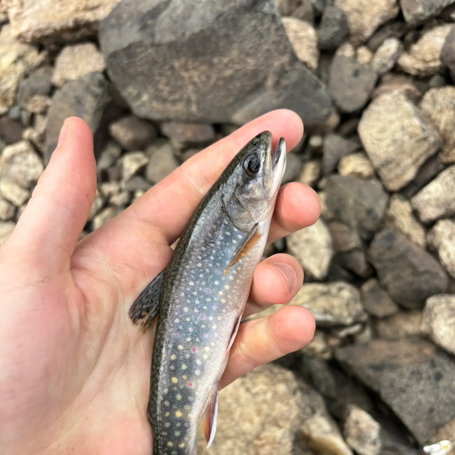 Brook trout caught on Fishbrain