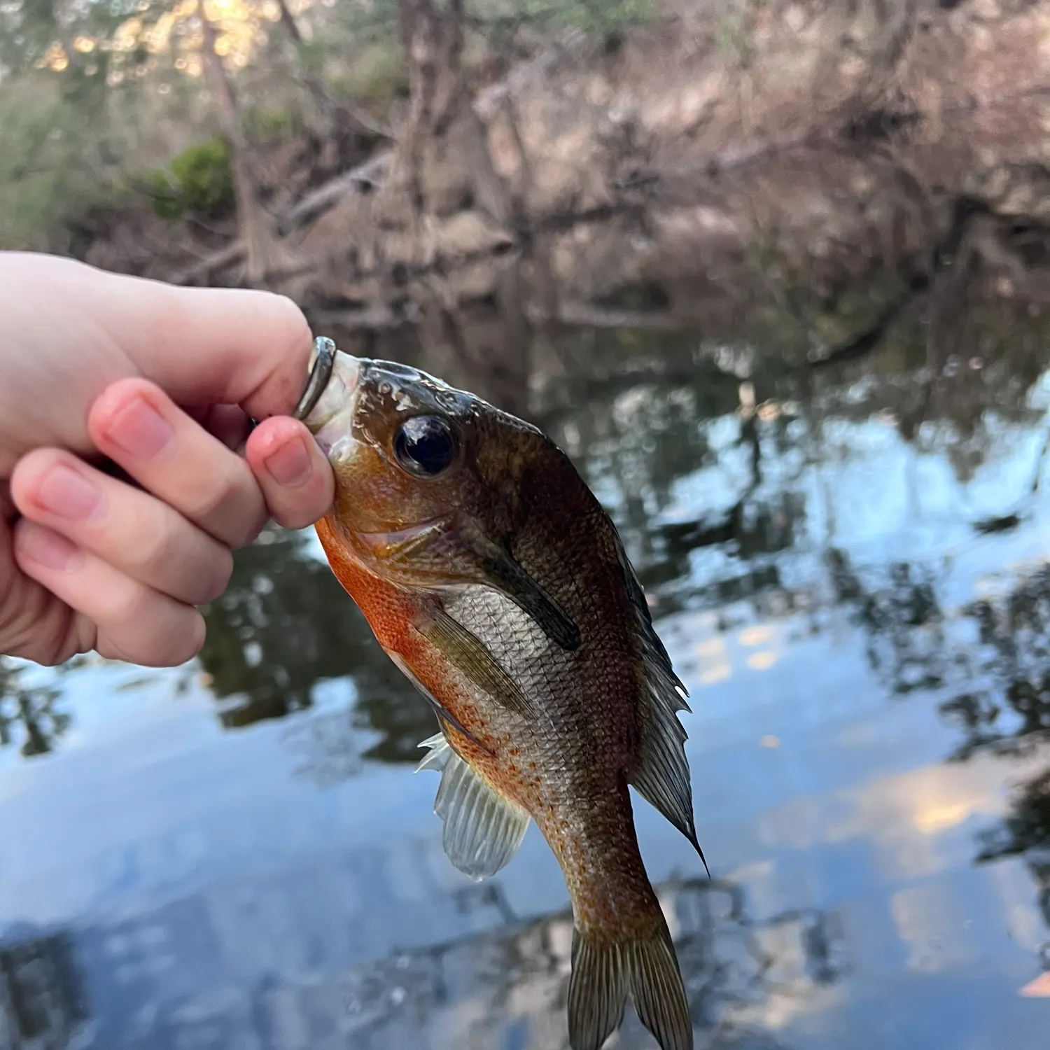 The most recent Redbreast sunfish catches on Fishbrain