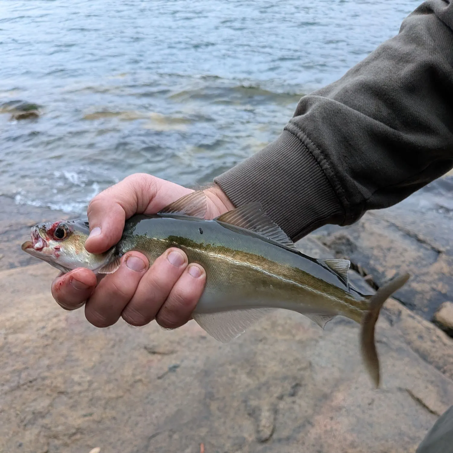 Atlantic pollock caught on Fishbrain
