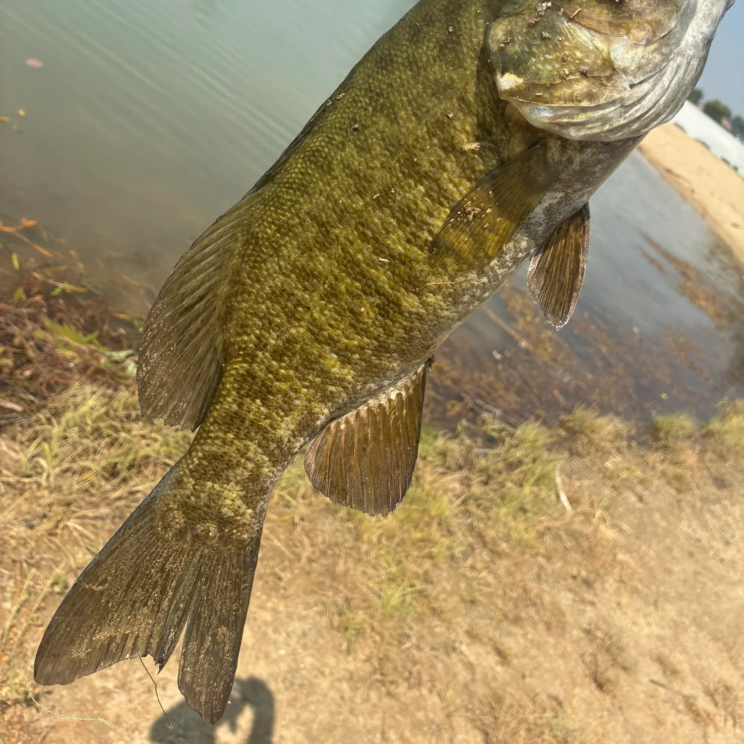 Smallmouth bass caught on Fishbrain