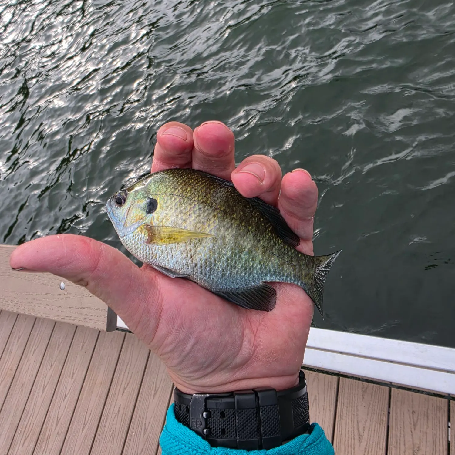Bluegill caught on Fishbrain