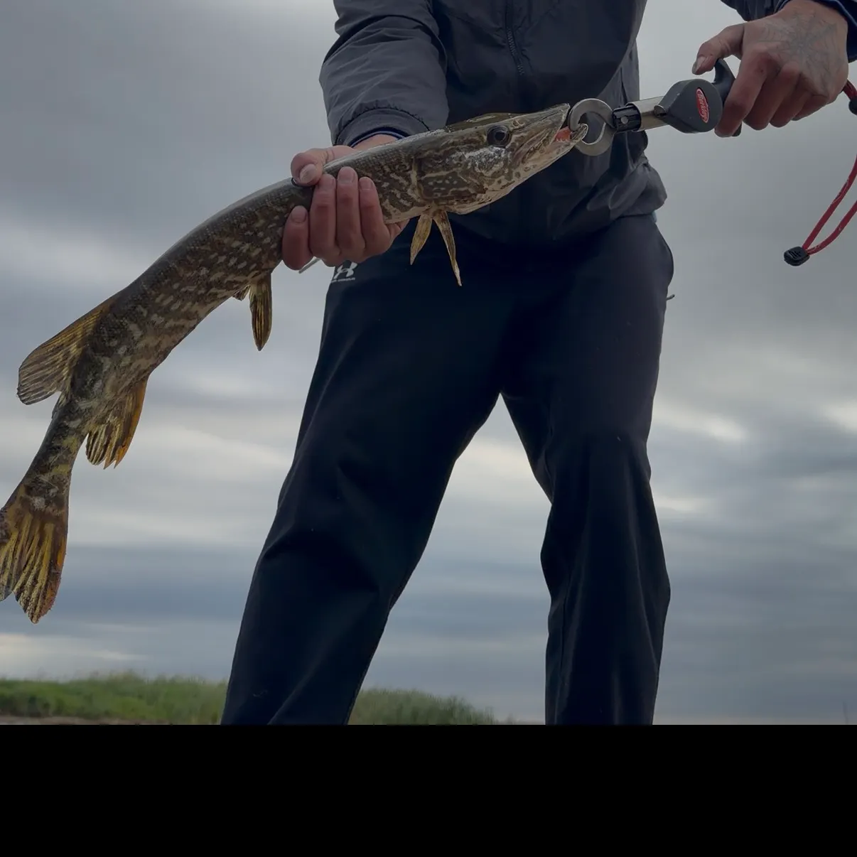 Northern pike caught on Fishbrain