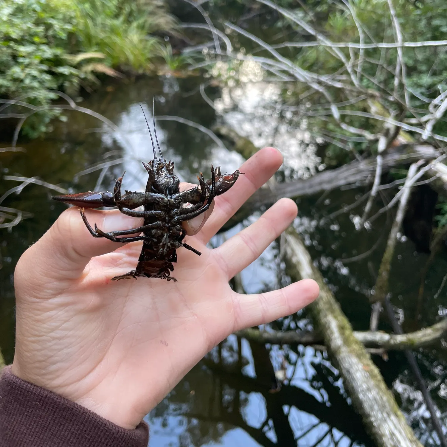 Signal crayfish caught on Fishbrain