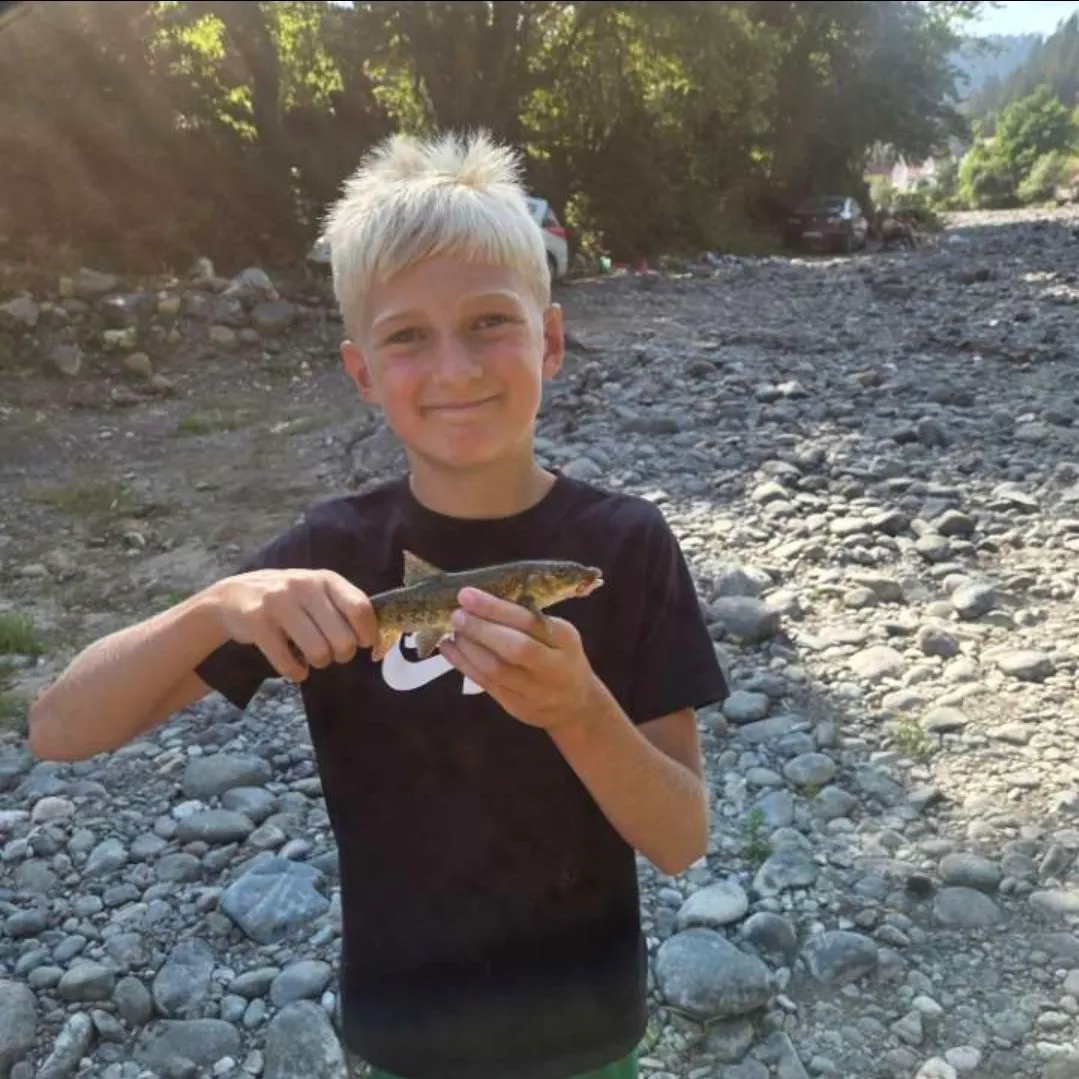 The most recent Mediterranean barbel catches on Fishbrain
