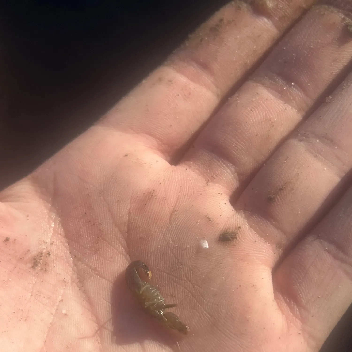 The most recent Common yabby catches on Fishbrain