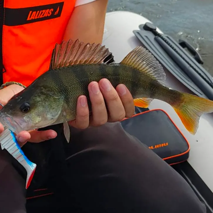 European perch caught on Fishbrain