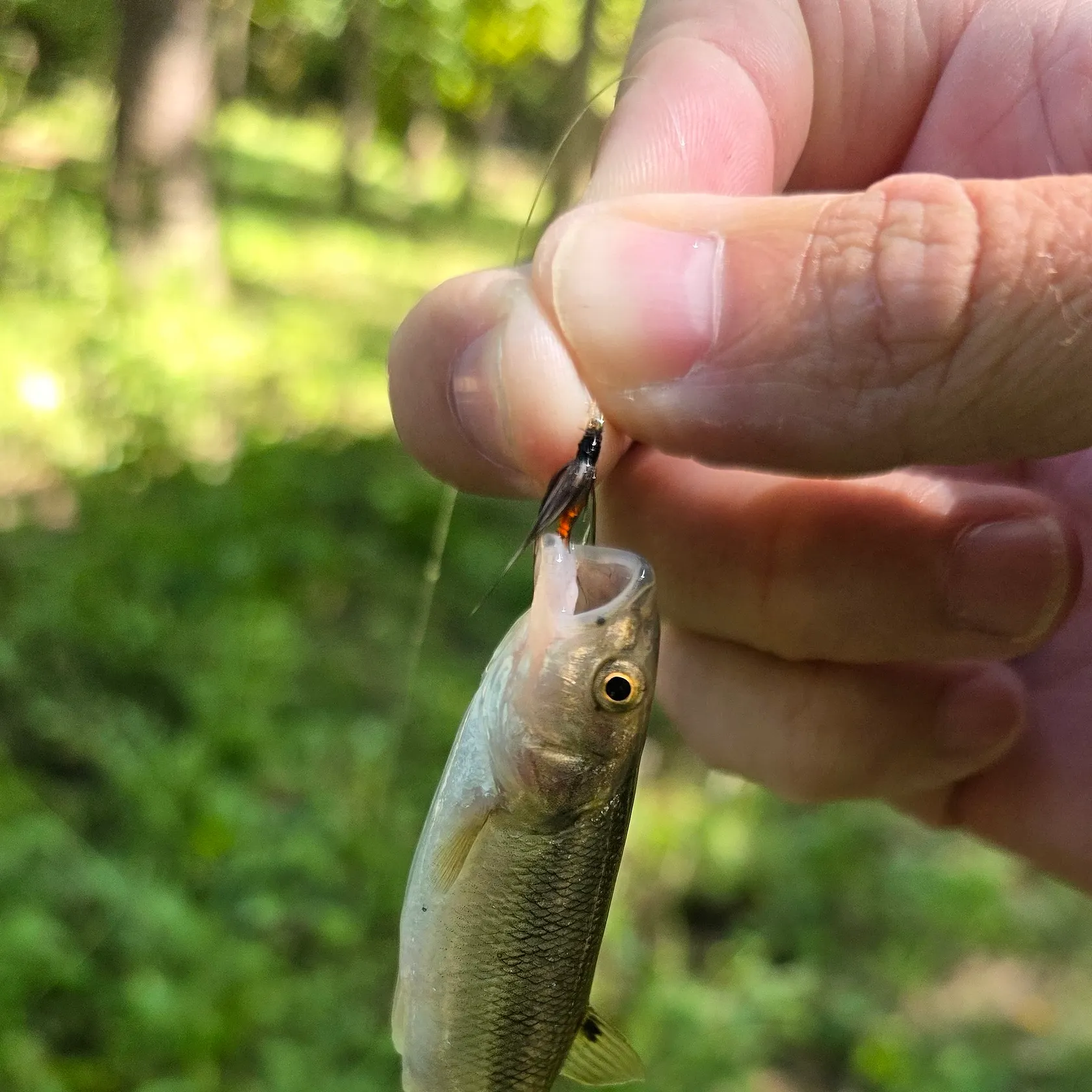Creek chub caught on Fishbrain