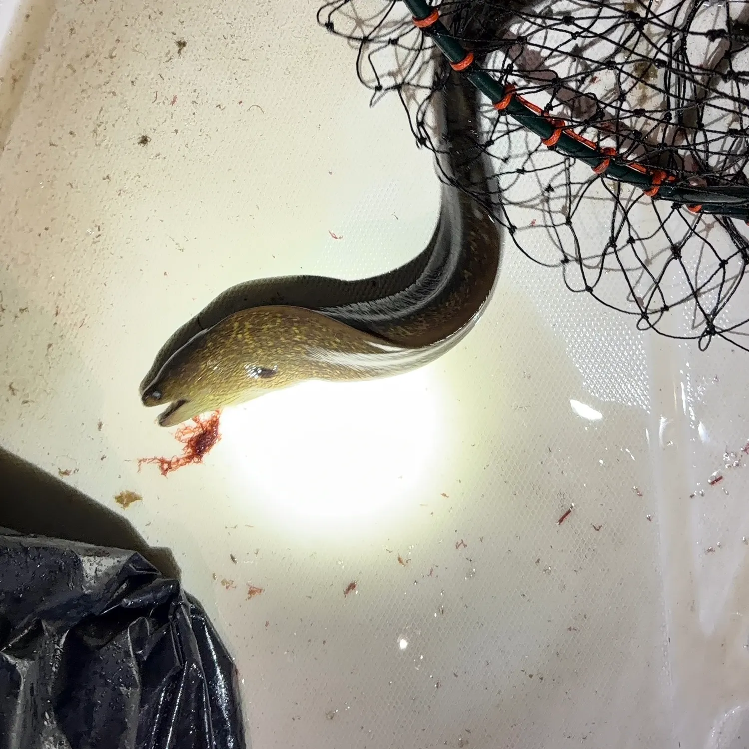 The most recent California moray catches on Fishbrain