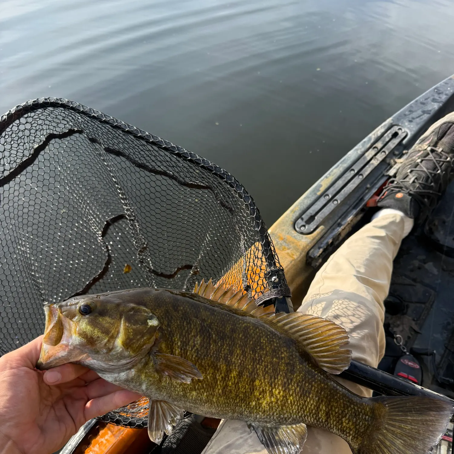 Smallmouth bass caught on Fishbrain