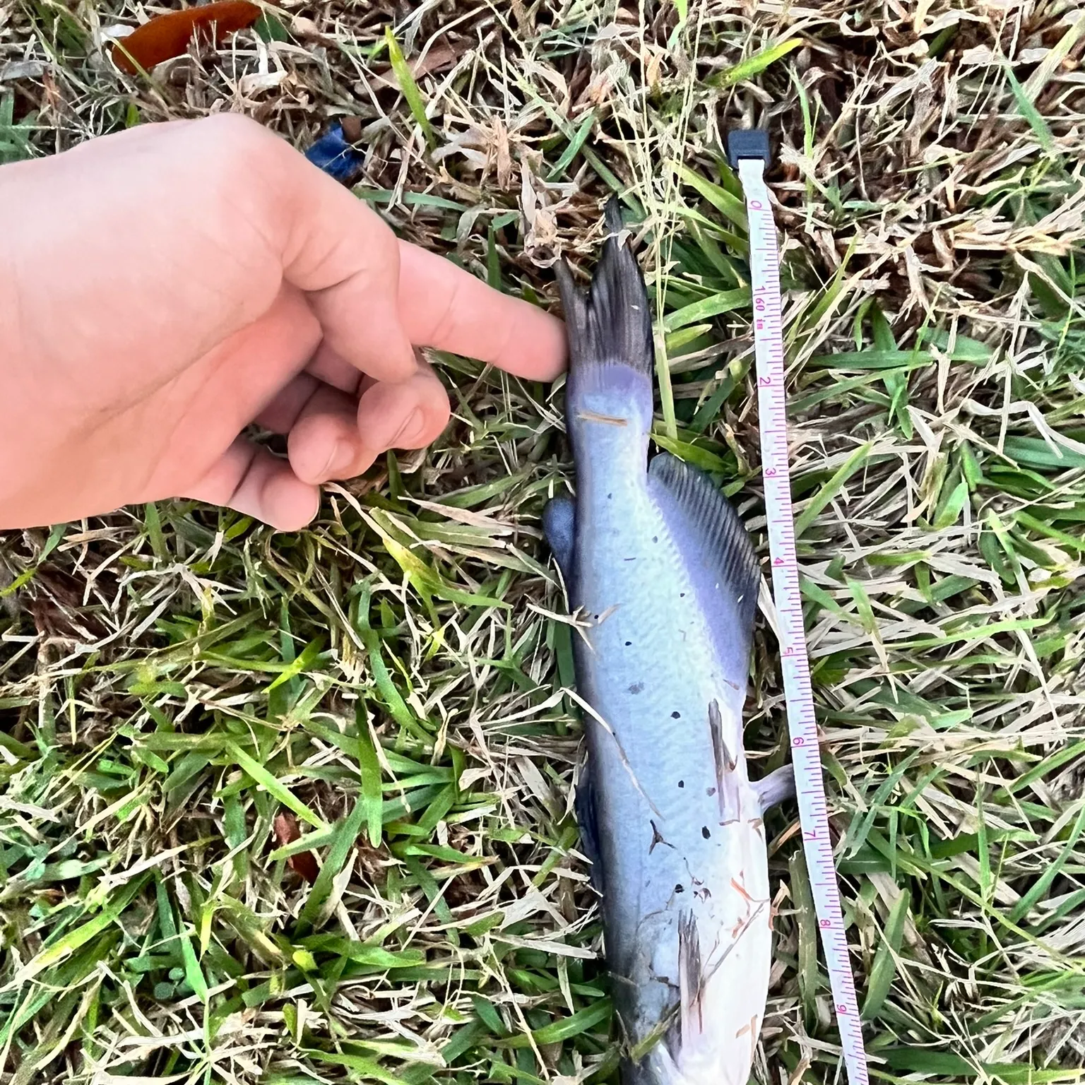 The most recent Channel catfish catches on Fishbrain