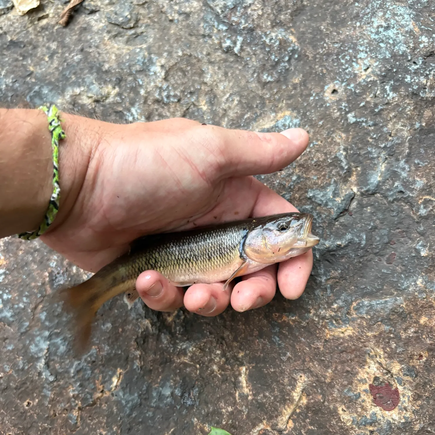 Creek chub caught on Fishbrain