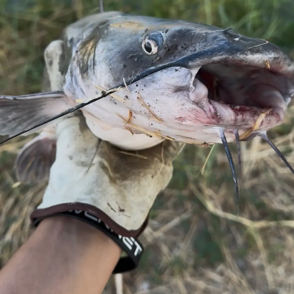 Channel catfish caught on Fishbrain