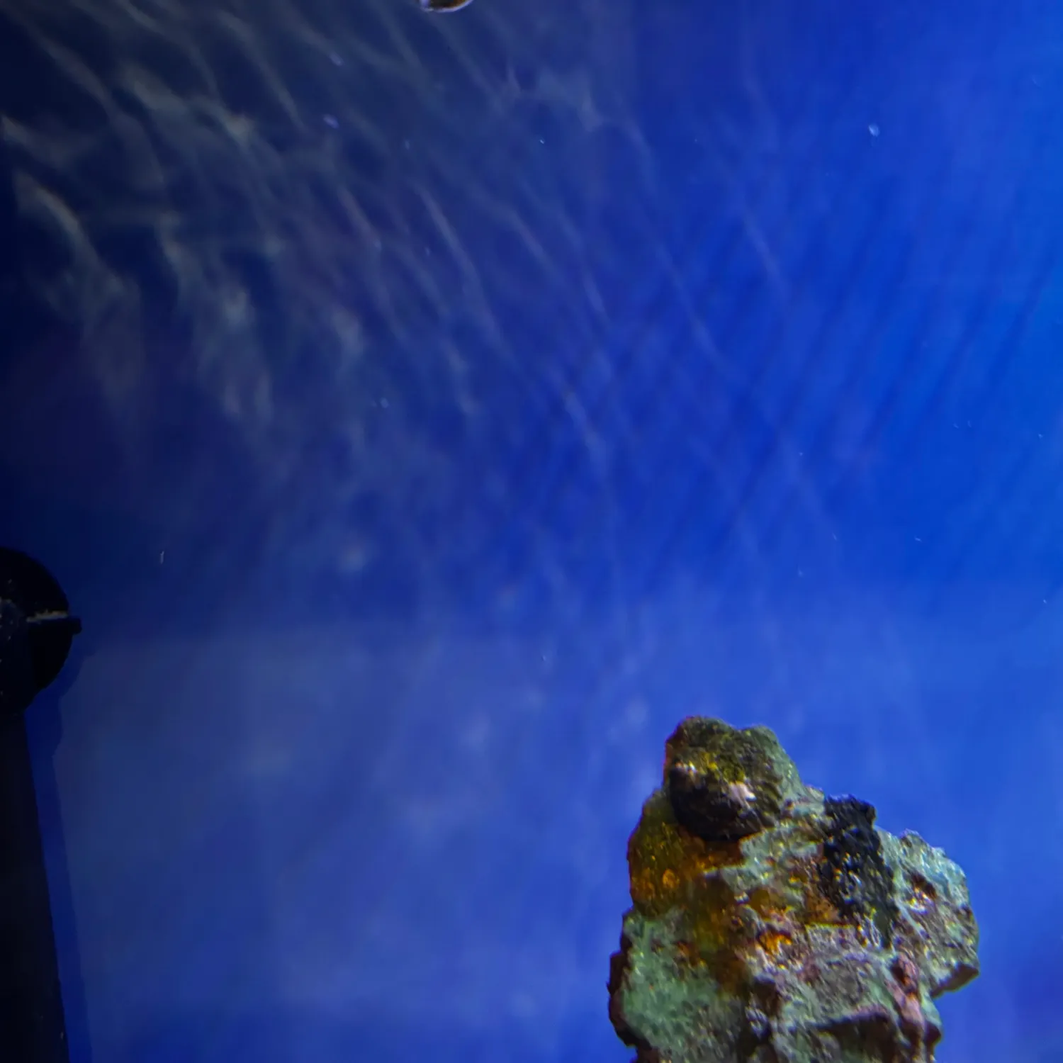 The most recent Black skirt tetra catches on Fishbrain