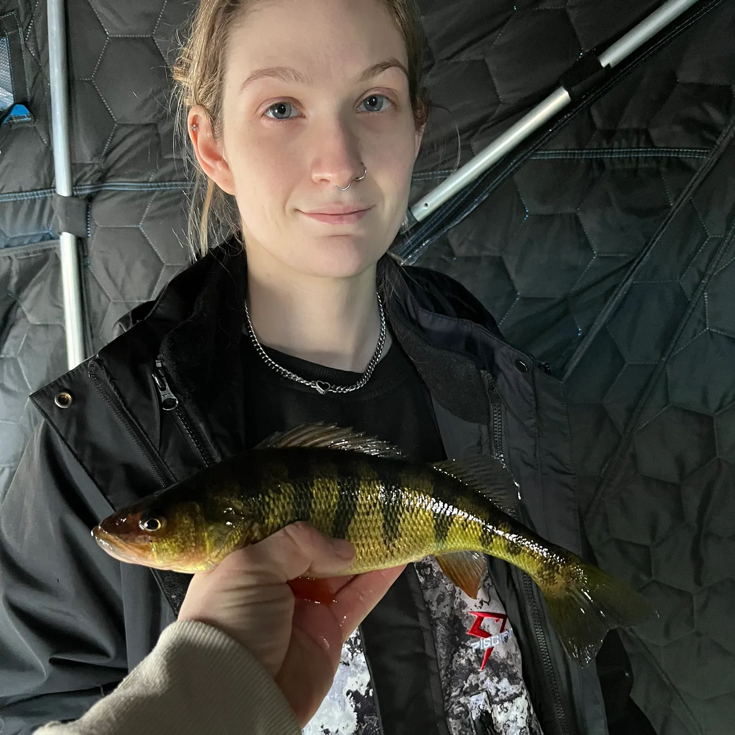 The most recent Yellow perch catches on Fishbrain