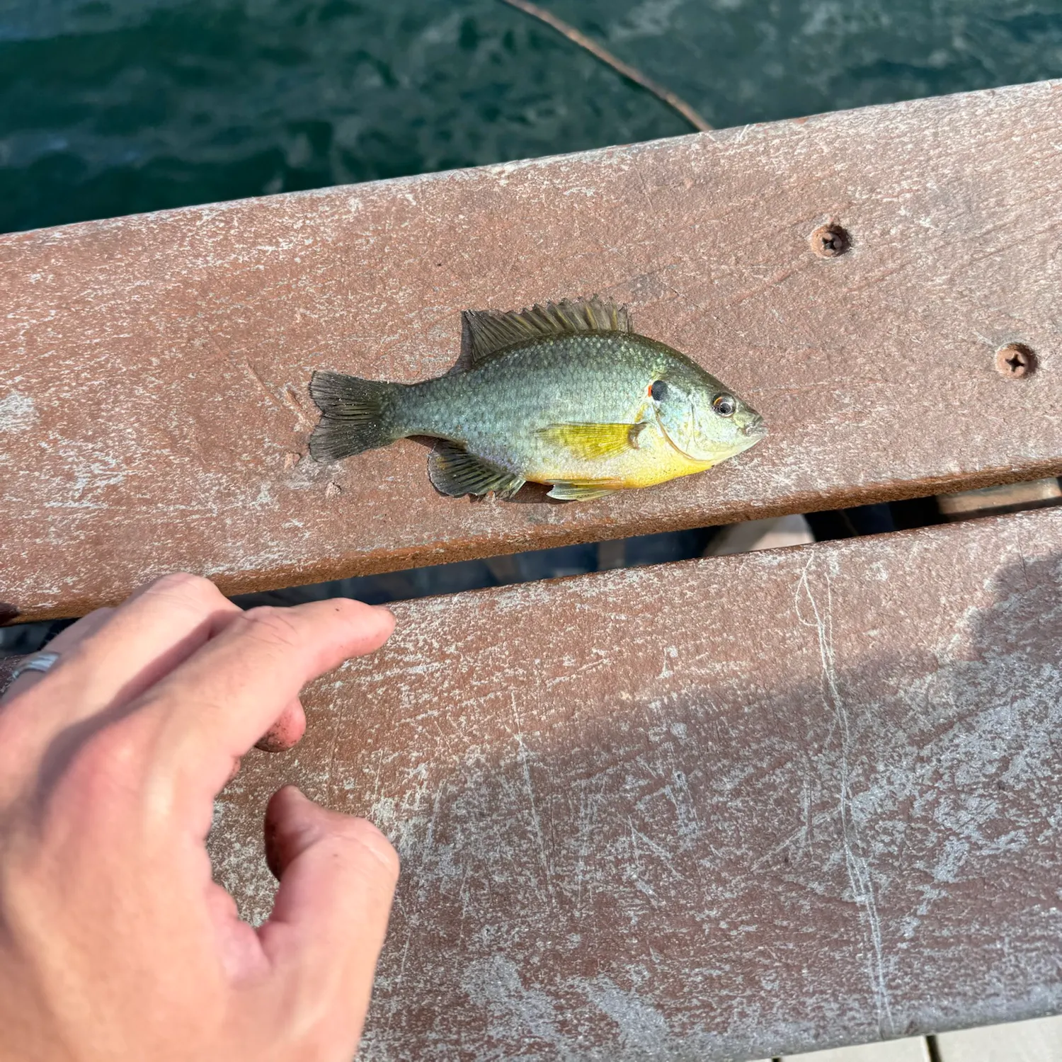 Bluegill caught on Fishbrain