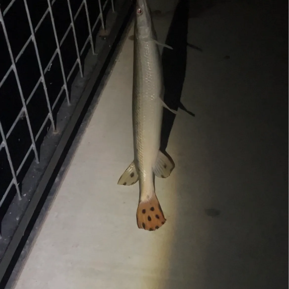 Shortnose gar caught on Fishbrain