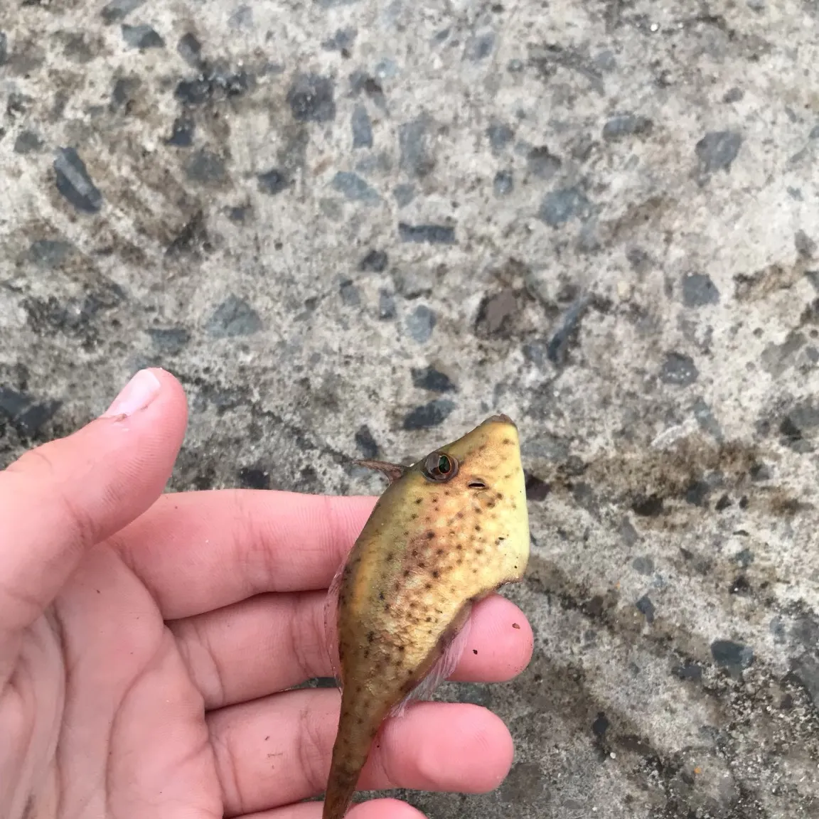 The most recent Black reef leatherjacket catches on Fishbrain