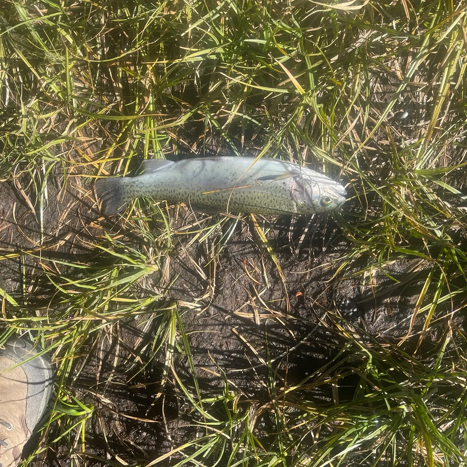 Rainbow trout caught on Fishbrain