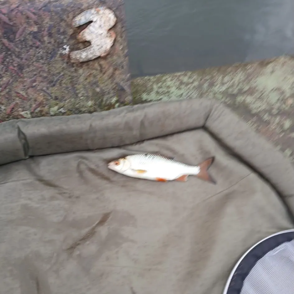 Common roach caught on Fishbrain