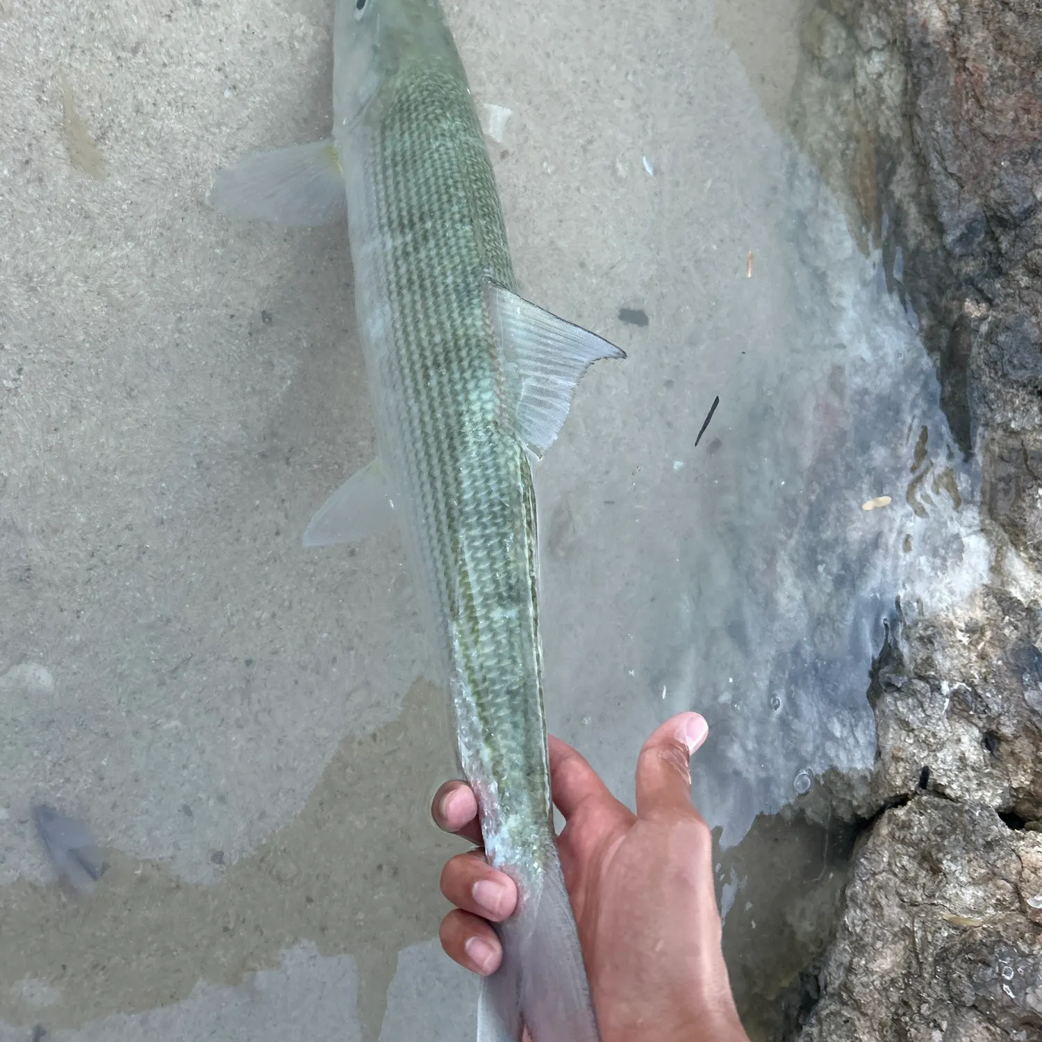 West Atlantic bonefish caught on Fishbrain