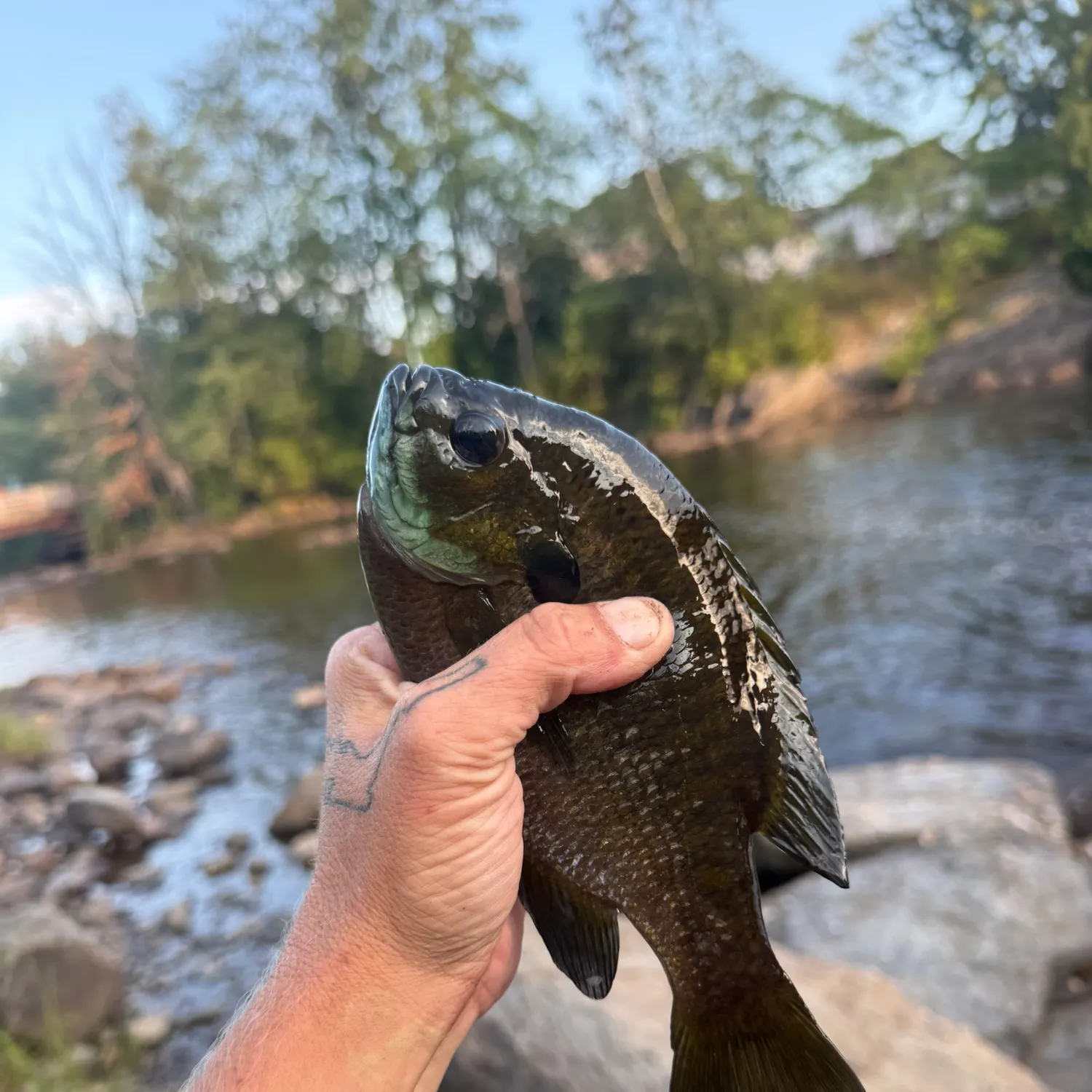 Bluegill caught on Fishbrain