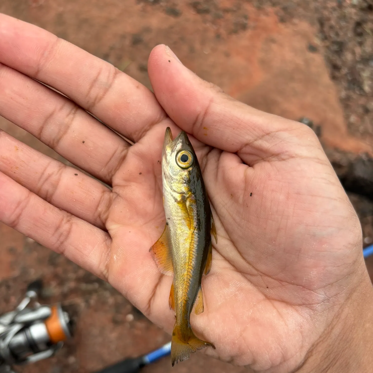 angler catch