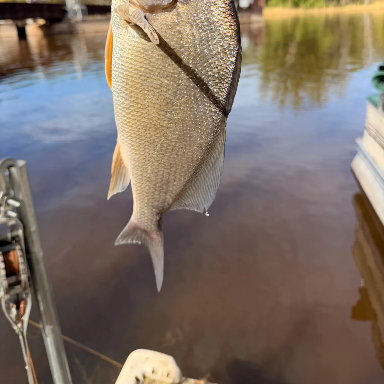 Freshwater drum caught on Fishbrain