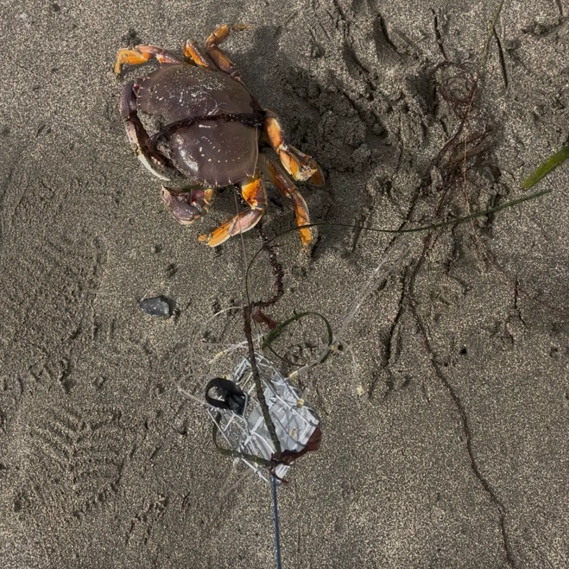 The most recent Dungeness crab catches on Fishbrain