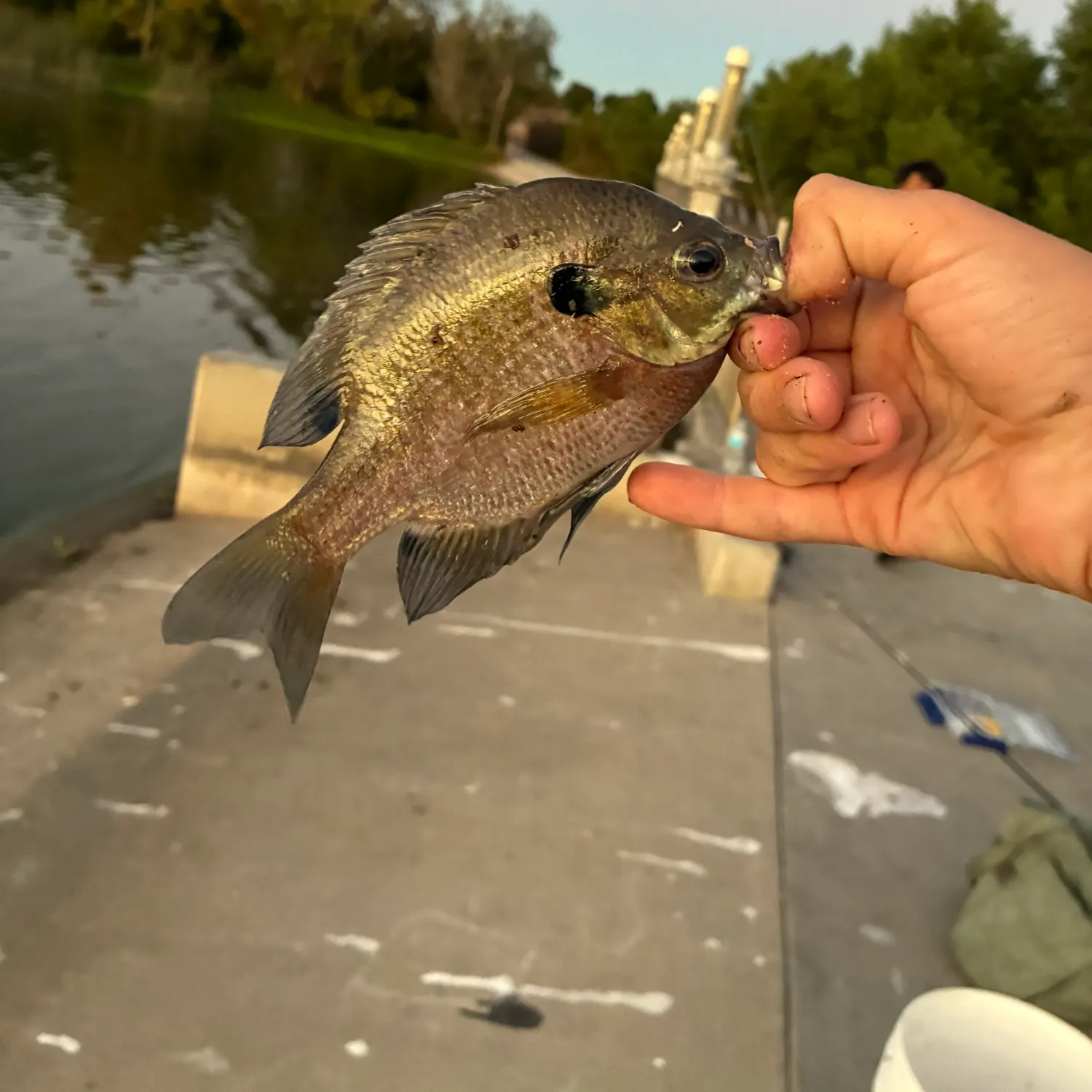 Bluegill caught on Fishbrain