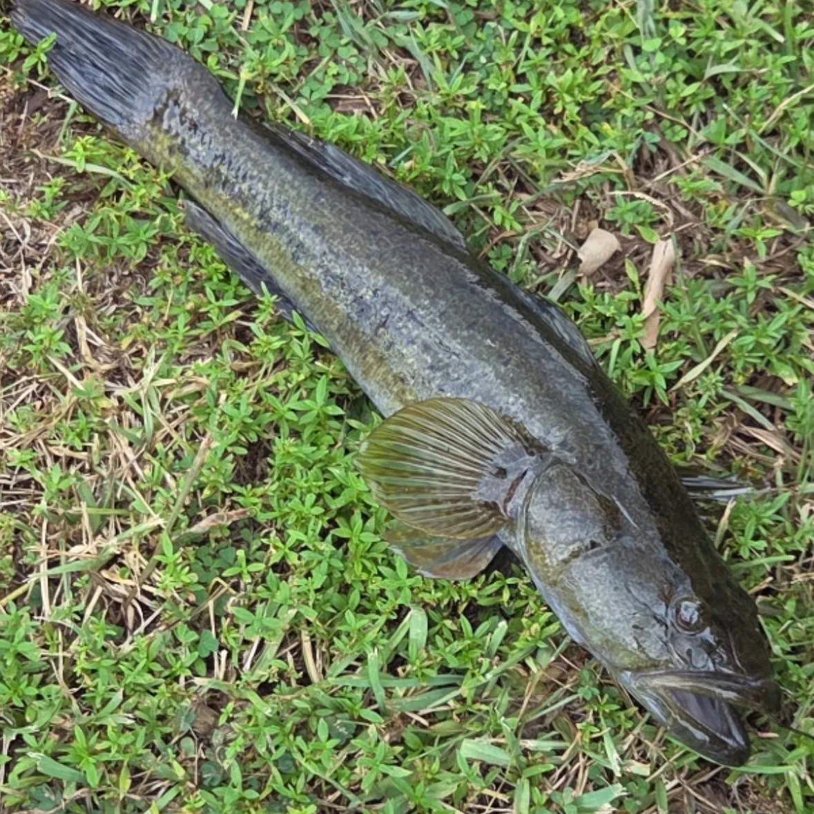 The most recent Bigmouth sleeper catches on Fishbrain