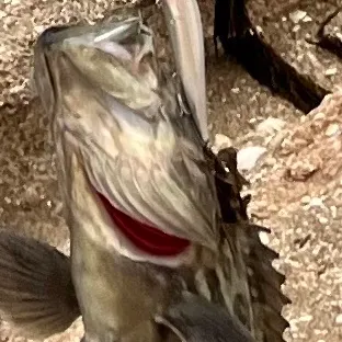 Gag grouper caught on Fishbrain