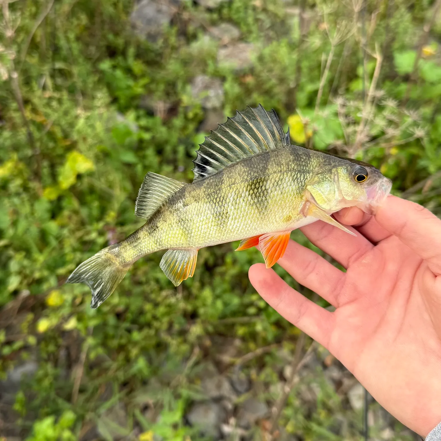 Yellow perch caught on Fishbrain