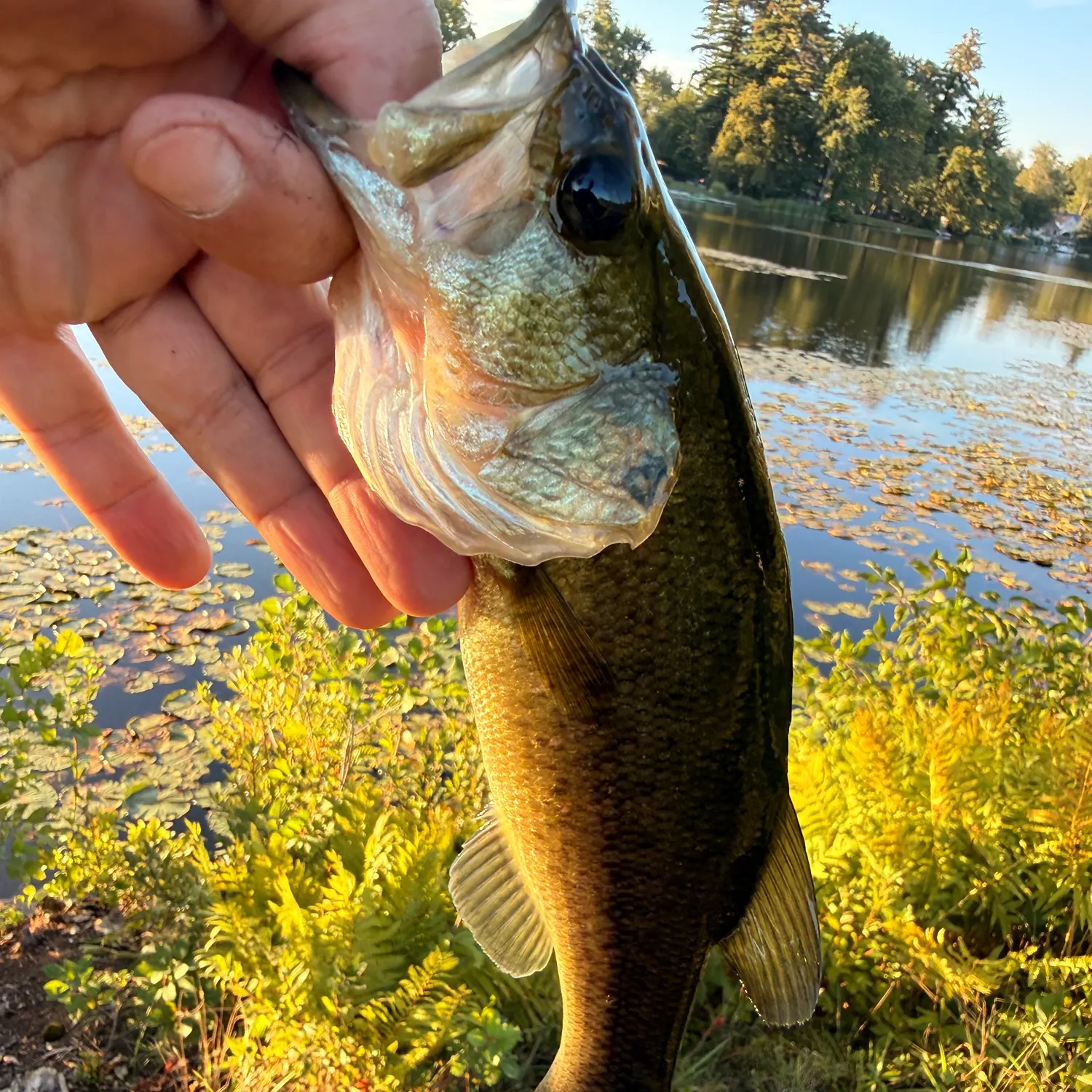 Largemouth bass caught on Fishbrain