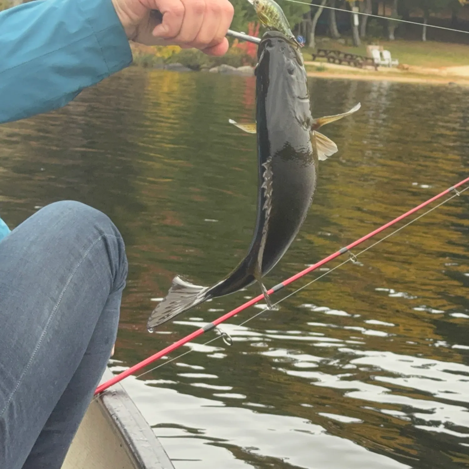 Smallmouth bass caught on Fishbrain