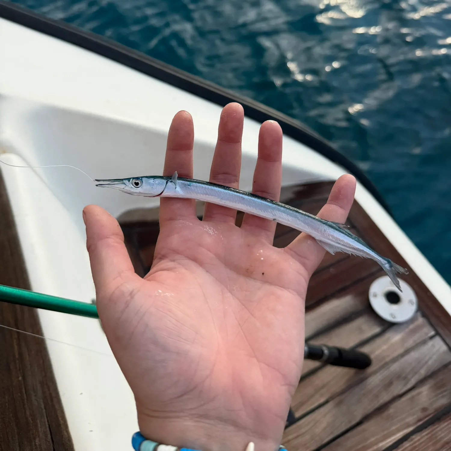 European garfish caught on Fishbrain