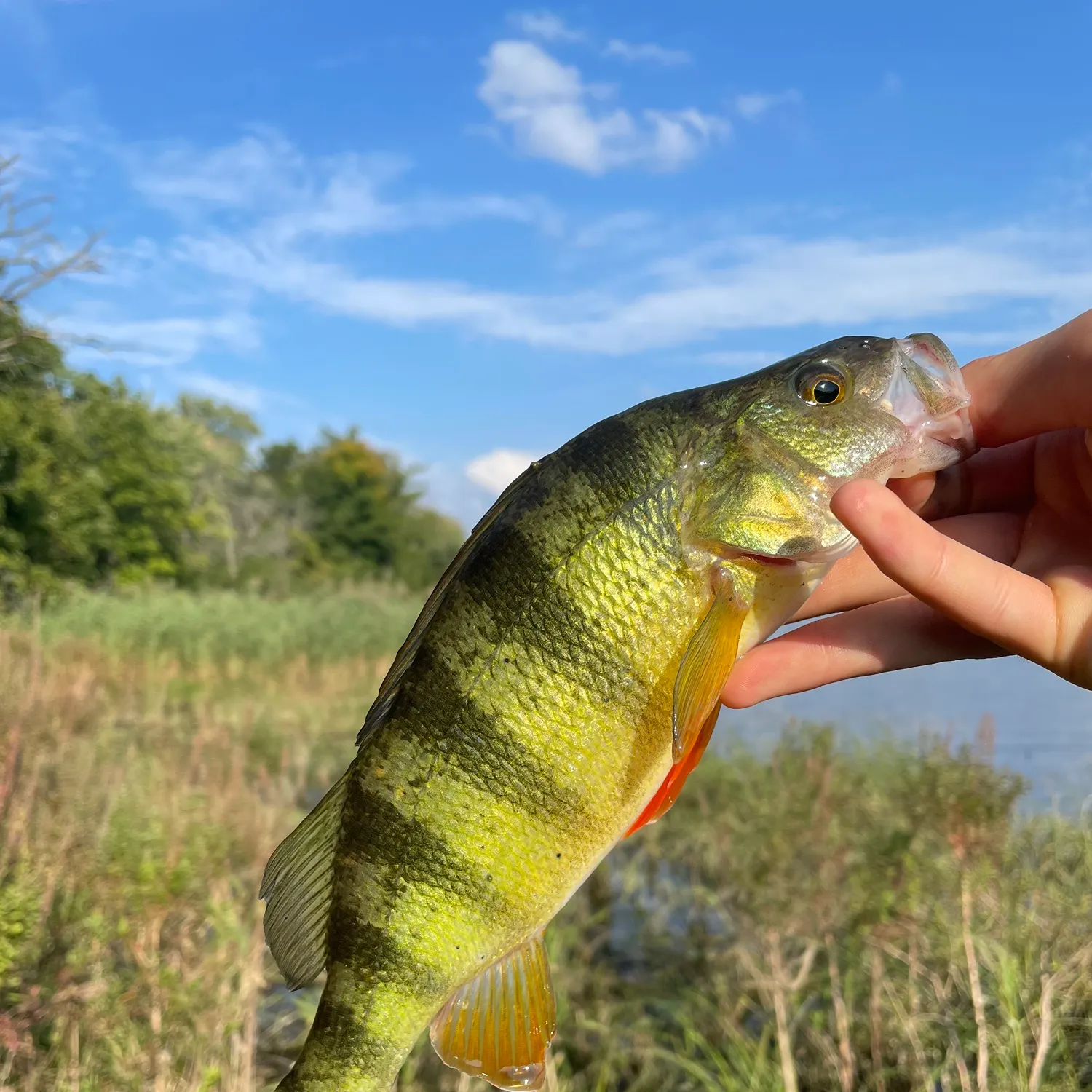 angler catch