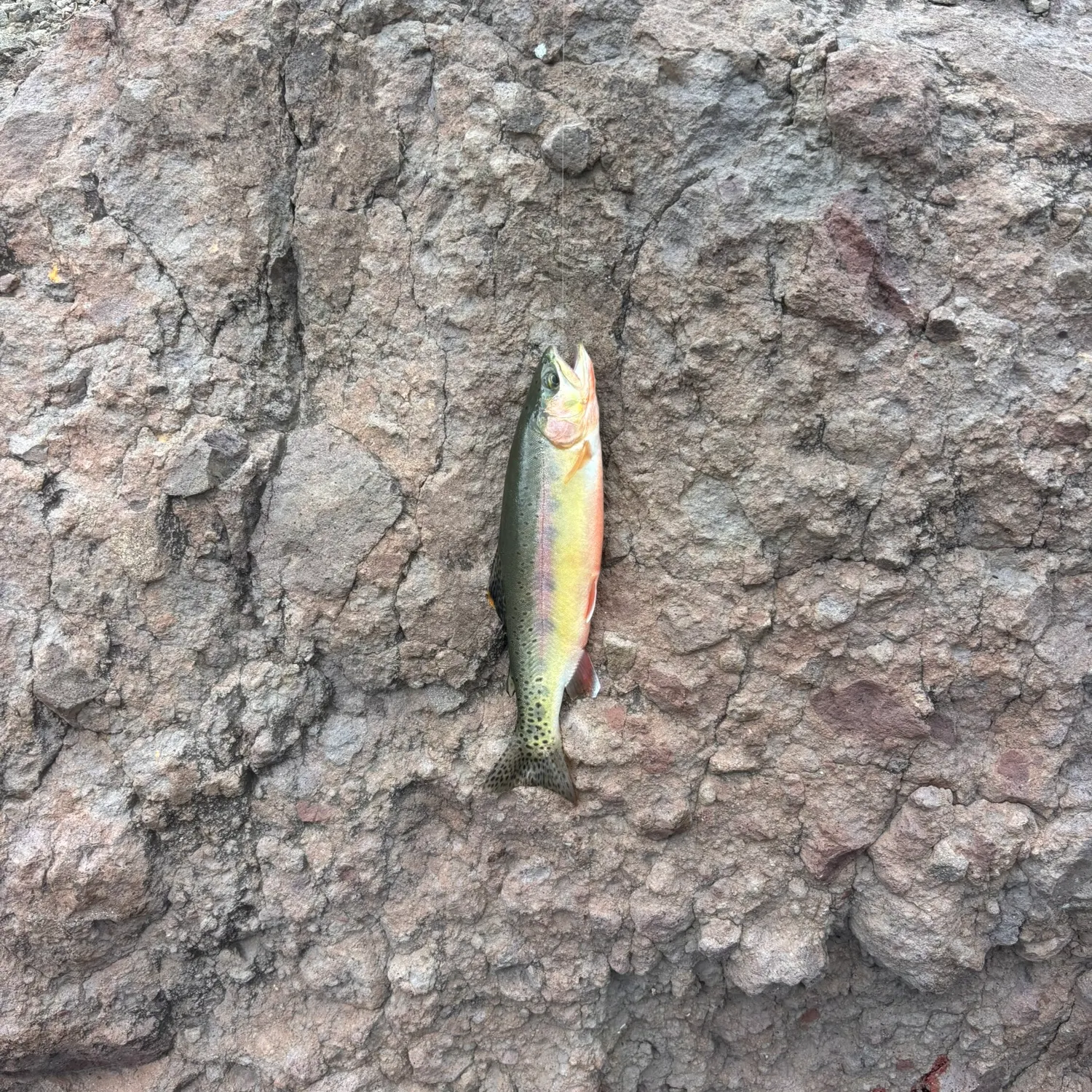 The most recent Golden trout catches on Fishbrain
