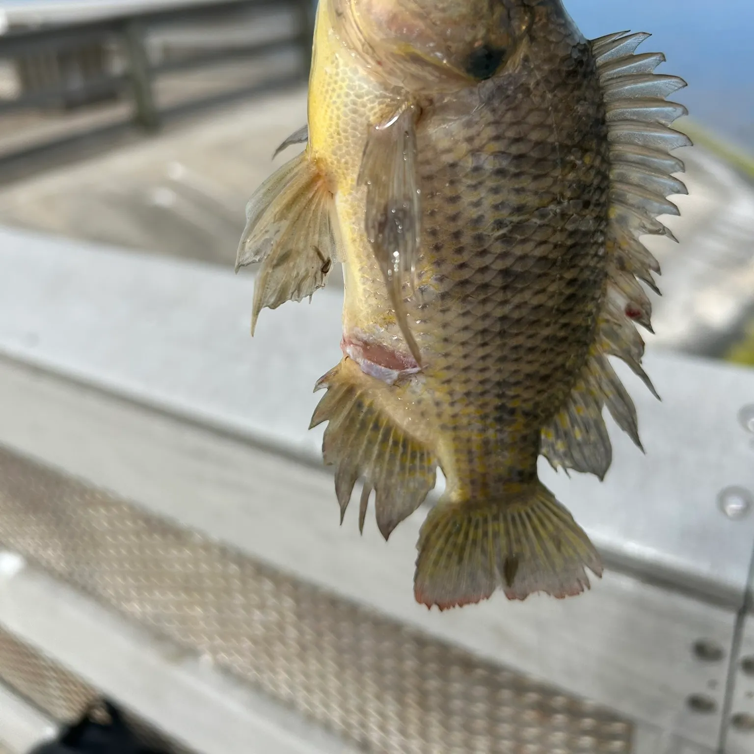 The most recent Shadow bass catches on Fishbrain