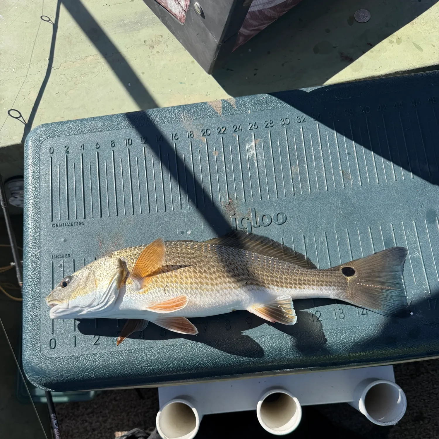 Red drum caught on Fishbrain