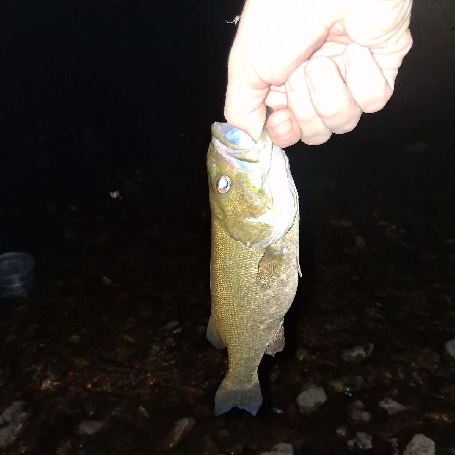 Smallmouth bass caught on Fishbrain