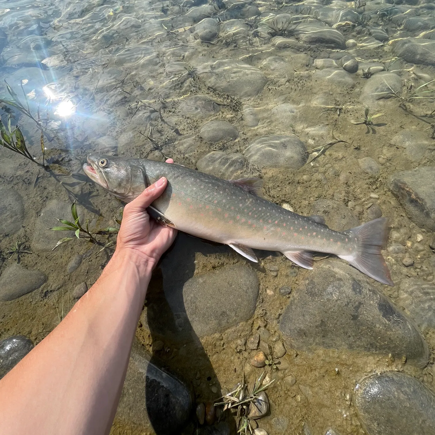 The most recent Bull trout catches on Fishbrain
